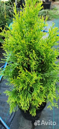 Туя голден смарагд