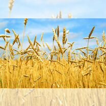Зерно:Пшеница,Ячмень,Овёс,Кукуруза,Горох