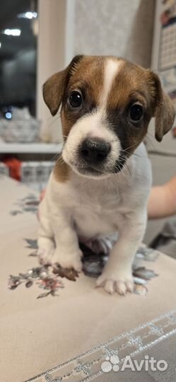 Щенок джек рассел