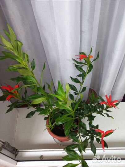 Эсхинантус ассорти