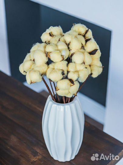 Ветки хлопка сухоцвет