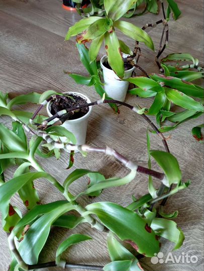 Комнатные растения