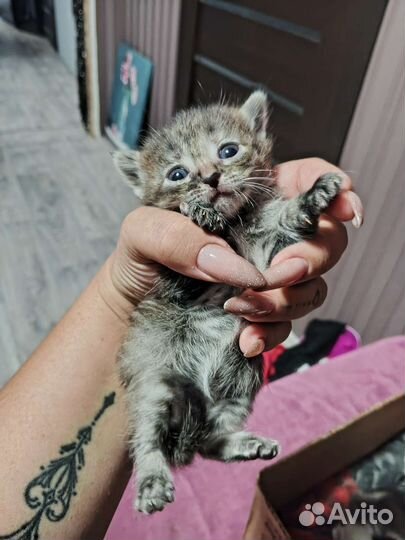 Котята отдам в добрые руки бесплатно