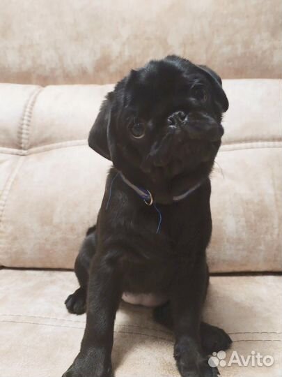 Щенки мопса от чемпионов России и РКФ