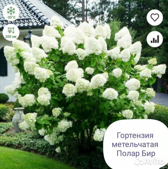 Гортензия, Ванила Фрайз, Полар Бир, Мэджикал Кэндл