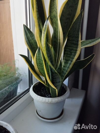 Сансевиерия лауренти