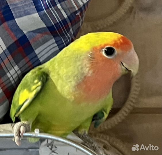 Неразлучники молоденькие