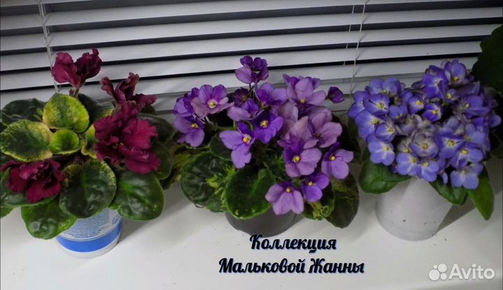 Фиалки лист срез