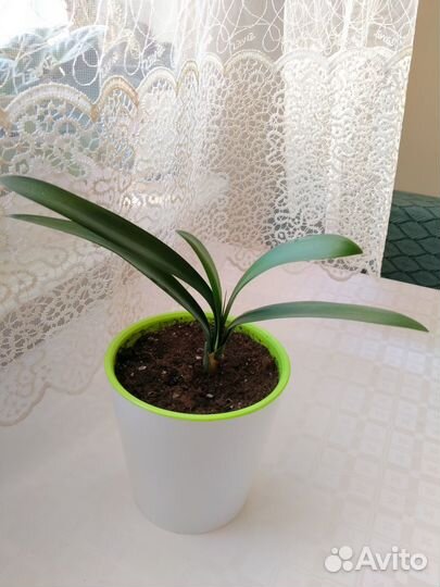 Кливия