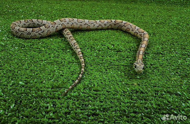 Змея маисовый полоз