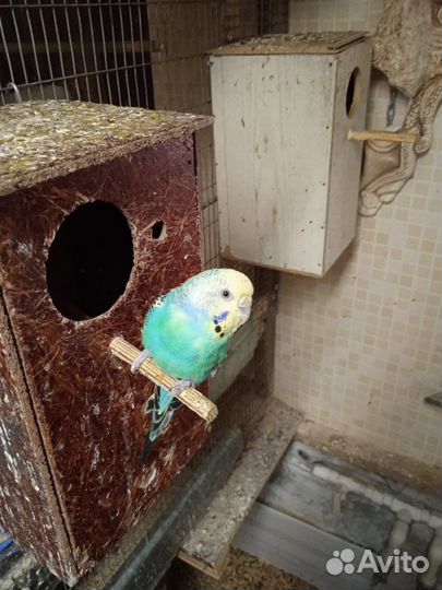 Волнистый попугай