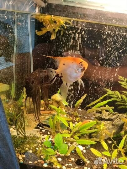 Скалярии взрослые кои и вуалевая