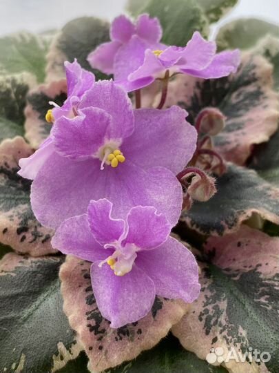 Фиалка Jolly Mist (Полумини)