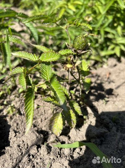 Тибетская малина