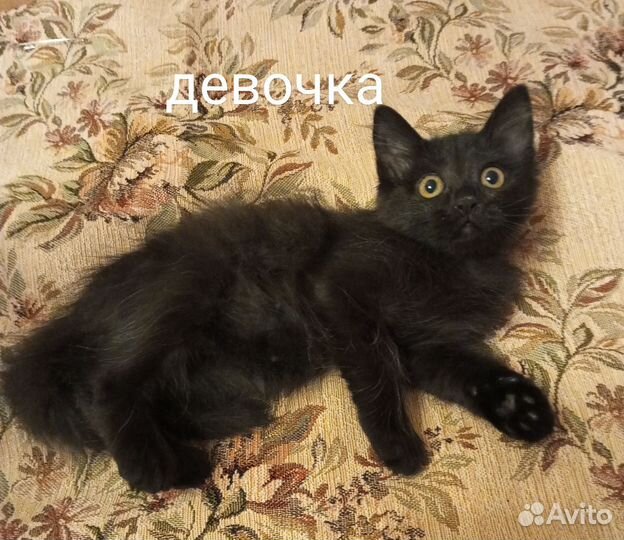 Котенок девочка в добрые руки