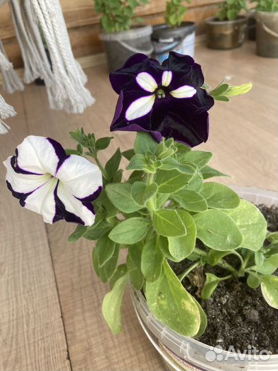 Петуния ампельная