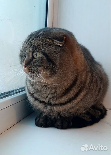 Шотландский кот вязка