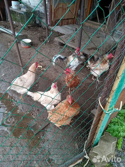 Куры несушки