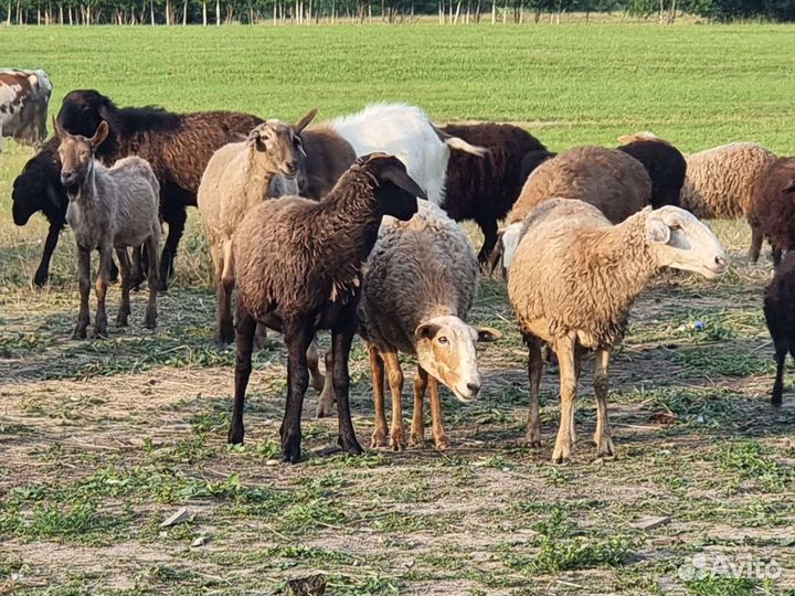 Баран мать