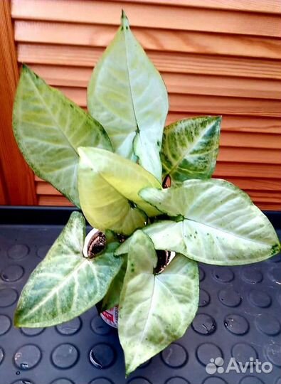 Сингониумы сортовые