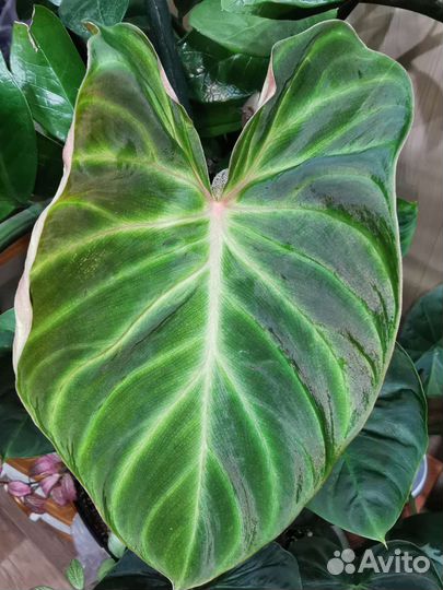 Филодендрон Verrucosum