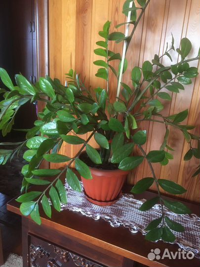 Комнатные цветы