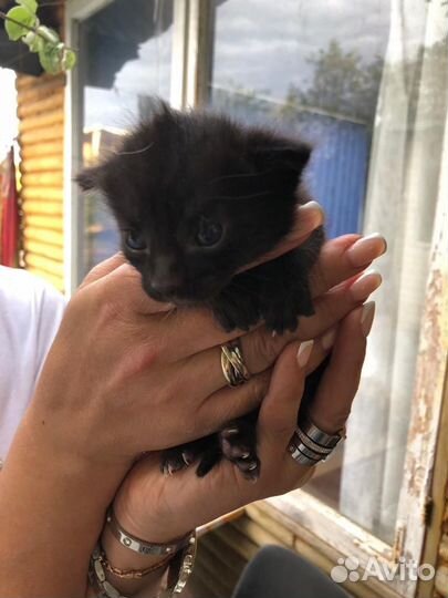 Отдам котят в добрые руки