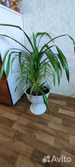 Пальма панданус