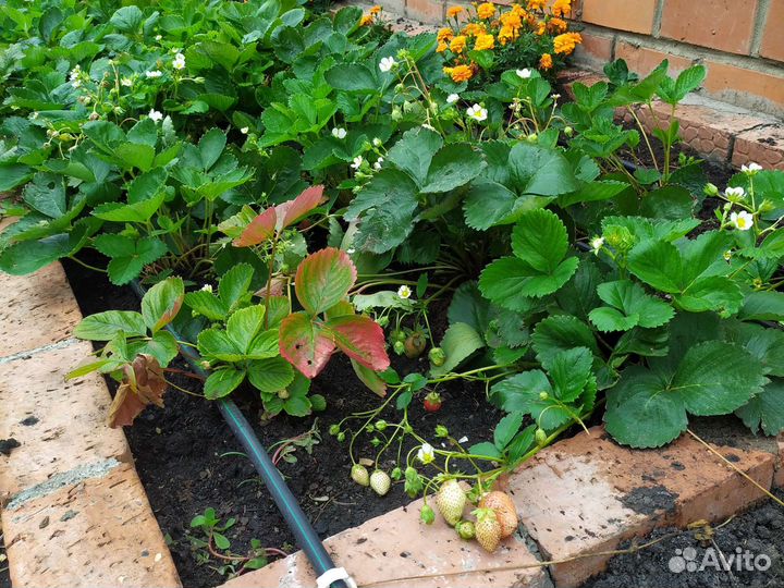 Рассада клубники 