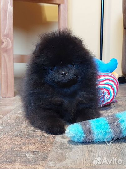 Щенки померанского шпица