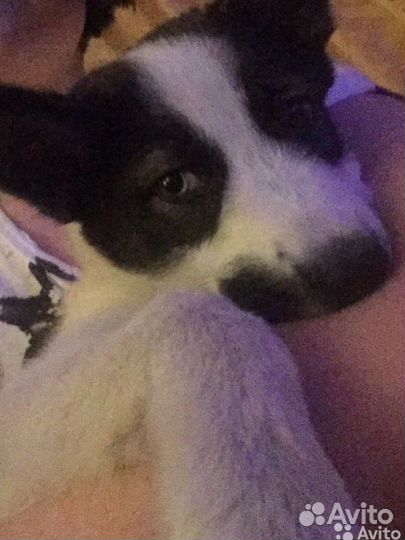 Передержка животных