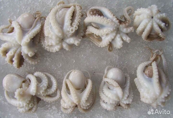 Молодые очищенные осьминоги с/м 20-40- 1 кг