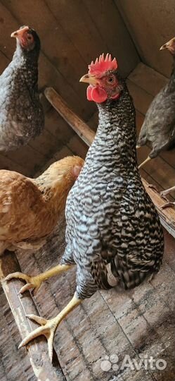 Молодые петушки