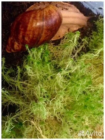 Мох сфагнум живой. суперакция мая