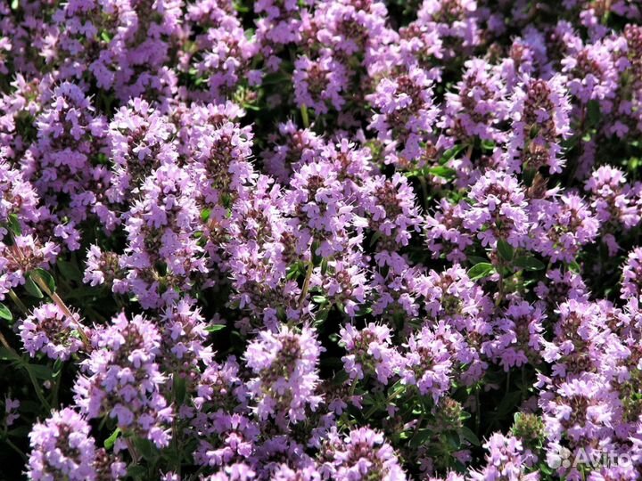 Тимьян ползучий