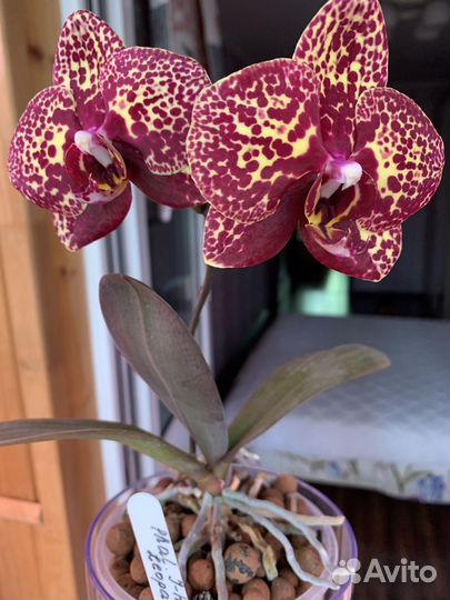 Фаленопсис