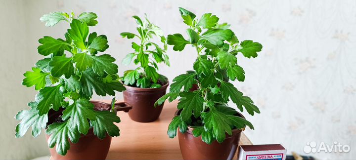 Хризантема шаровидная жёлтая (рассада) 150