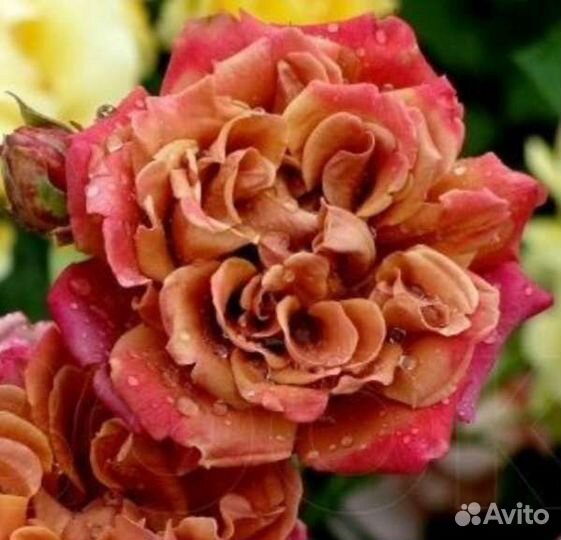 Саженцы японских роз