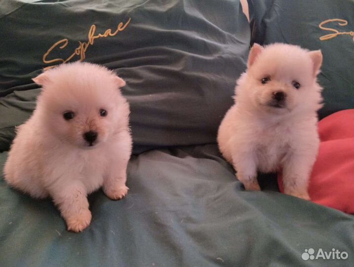 Померанский шпиц медвежьего типа