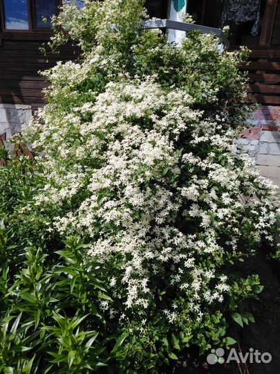 Клематис цветущий