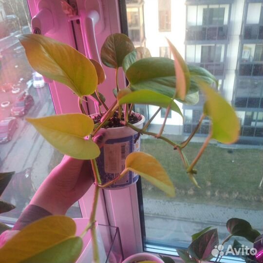 Продажа черенков и растений