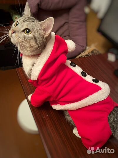 Одежда для собак