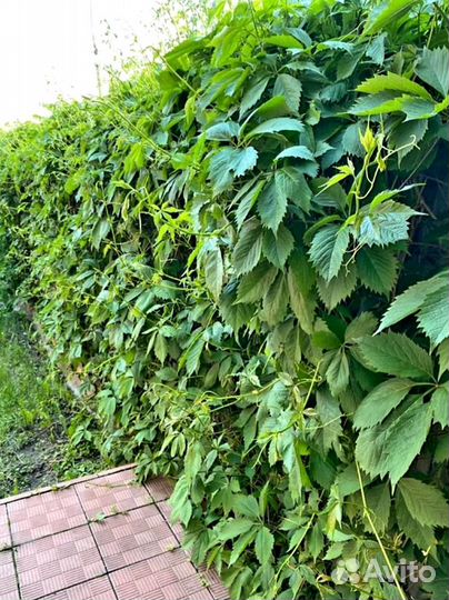 Виноград дикий