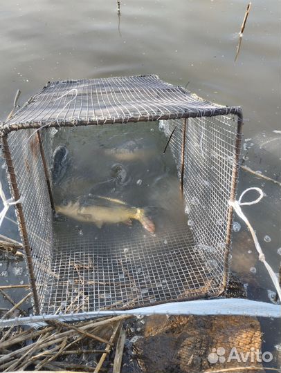 Платная рыбалка ростов на дону ст. Кривянская