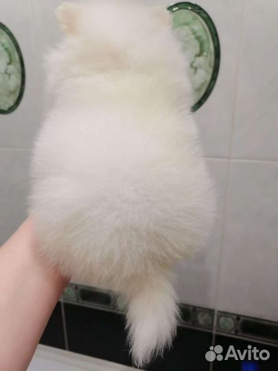 Минимишки шпицы белый, шоколадный, оранж, черный