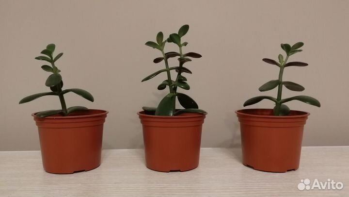Денежное дерево (тостянка, крассула)