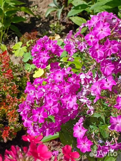 Флоксы-миниатюрки и не только