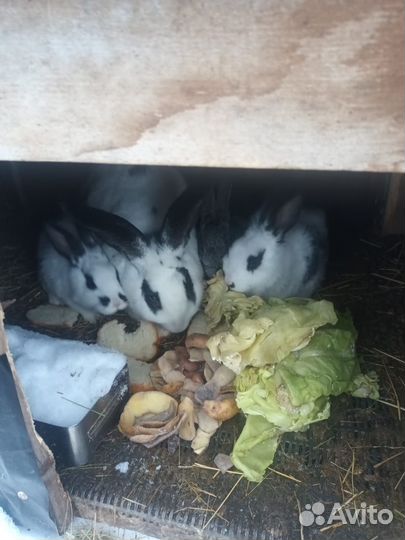 Продам кроликов