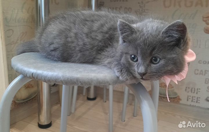 Котенок в добрые руки