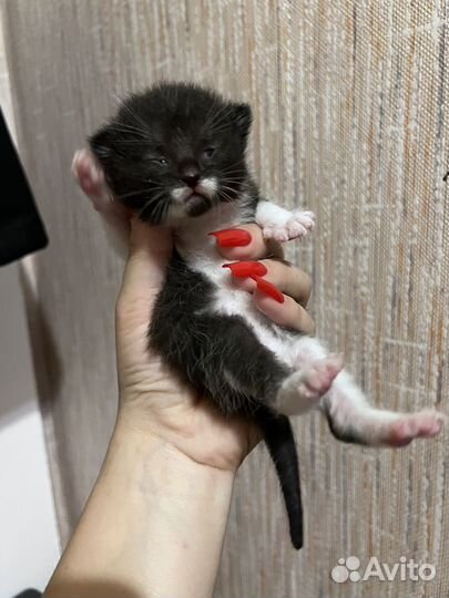 Котята бесплатно